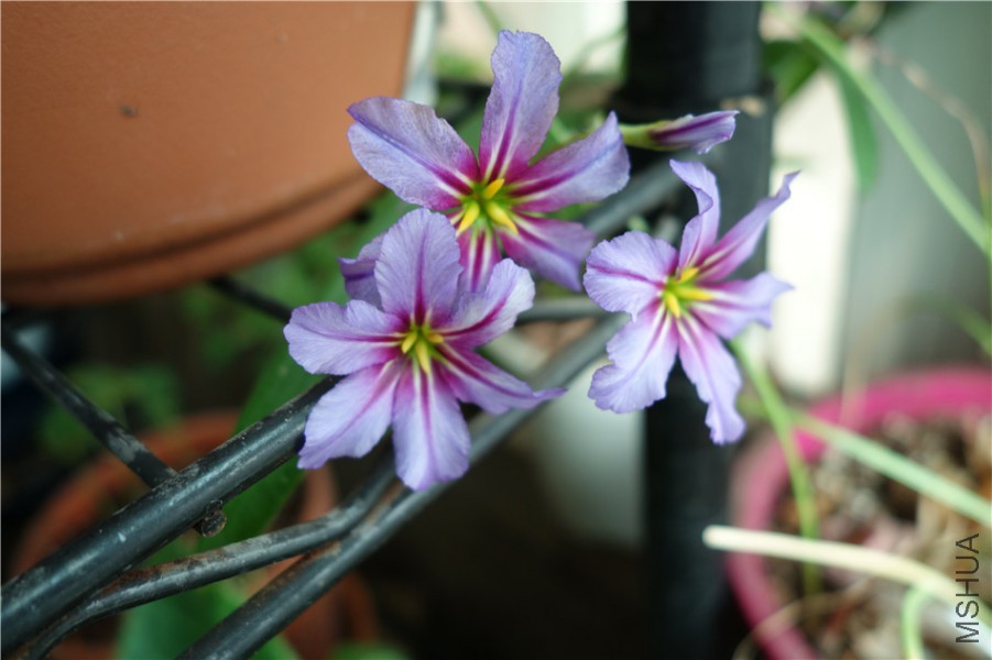 flower2015 1252.jpg