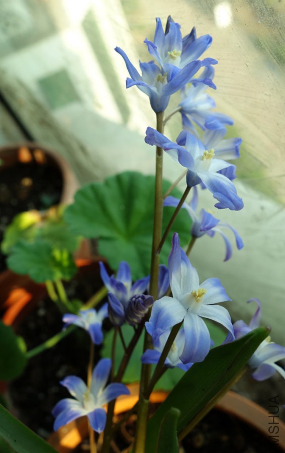 flower2015 1326.jpg