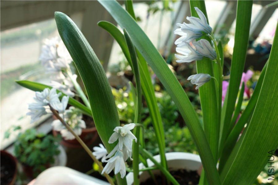 flower2015 1336.jpg