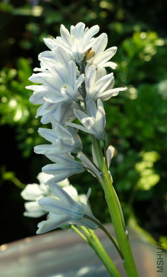 flower2015 1321.jpg