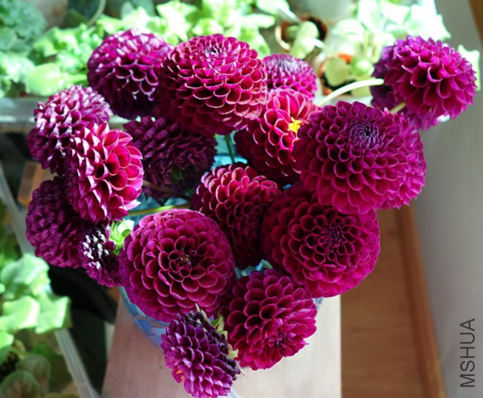 flower2015 327.jpg