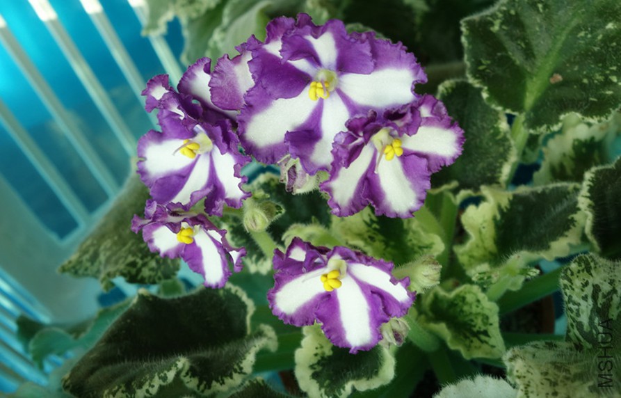 flower2015 1044_����.jpg