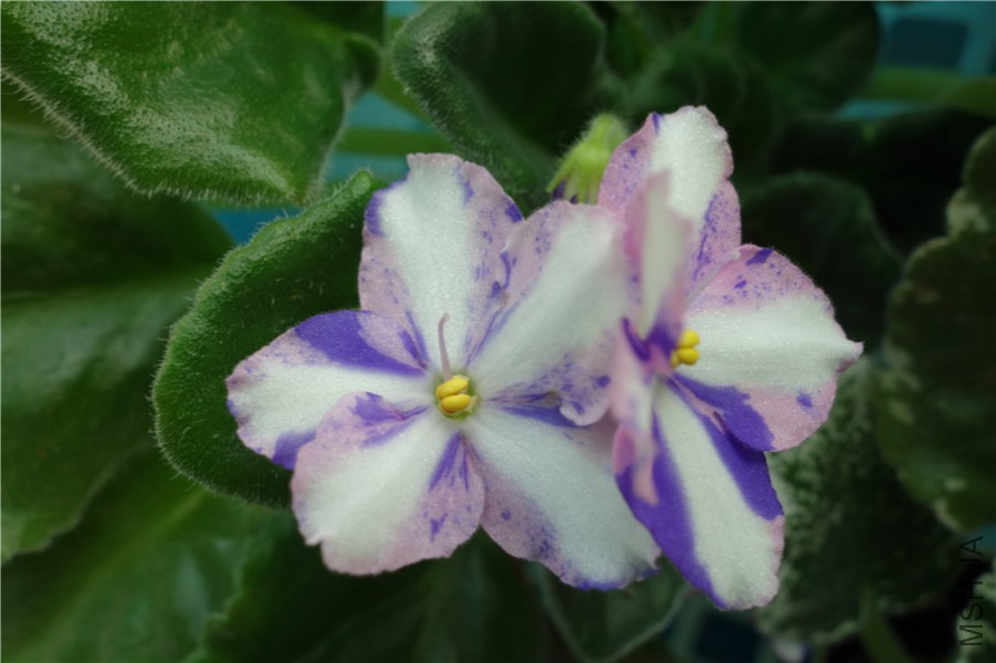flower2015 1109.jpg