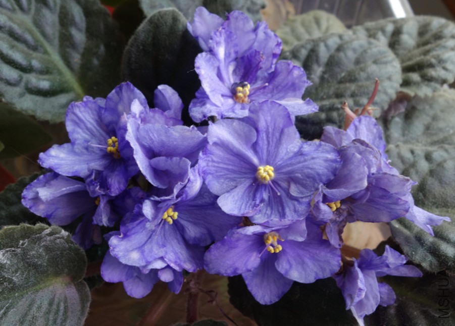 flower2015 1553.jpg