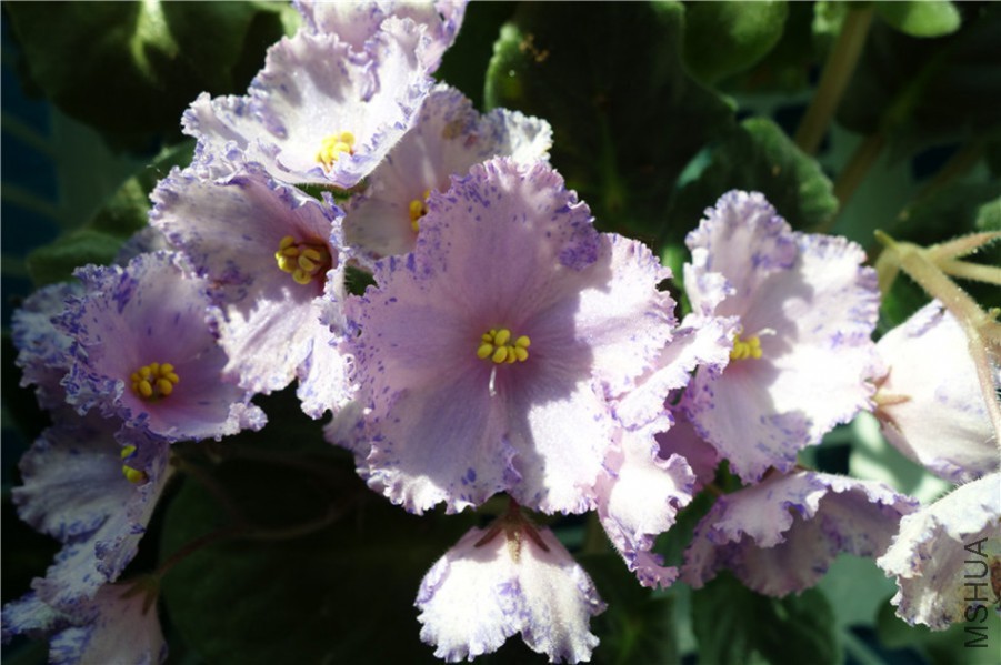 flower2015 1040.jpg