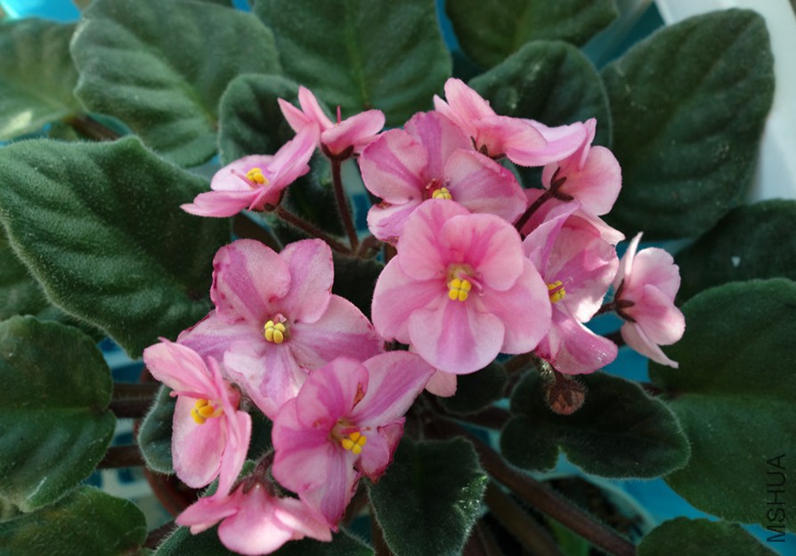 flower2015 1106.jpg