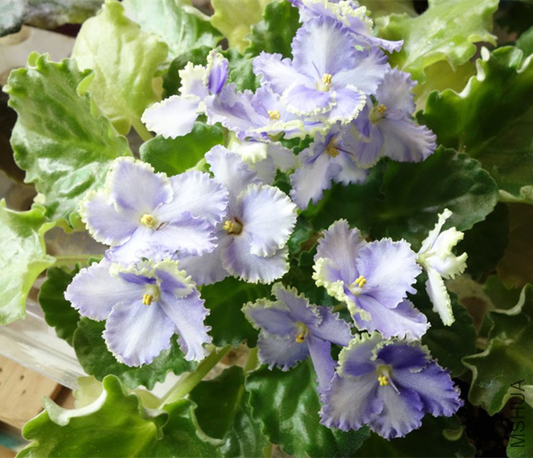 flower2015 1357.jpg