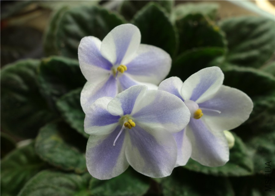 flower2015 1554.jpg