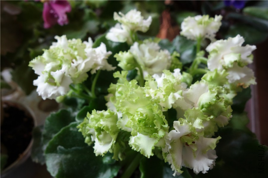 flower2015 1358.jpg