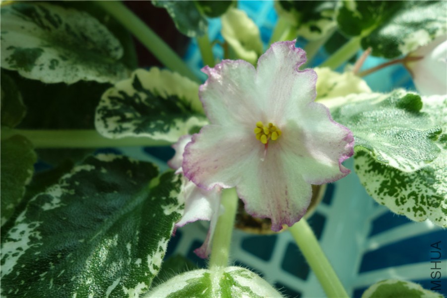 flower2015 1048 - ����.jpg
