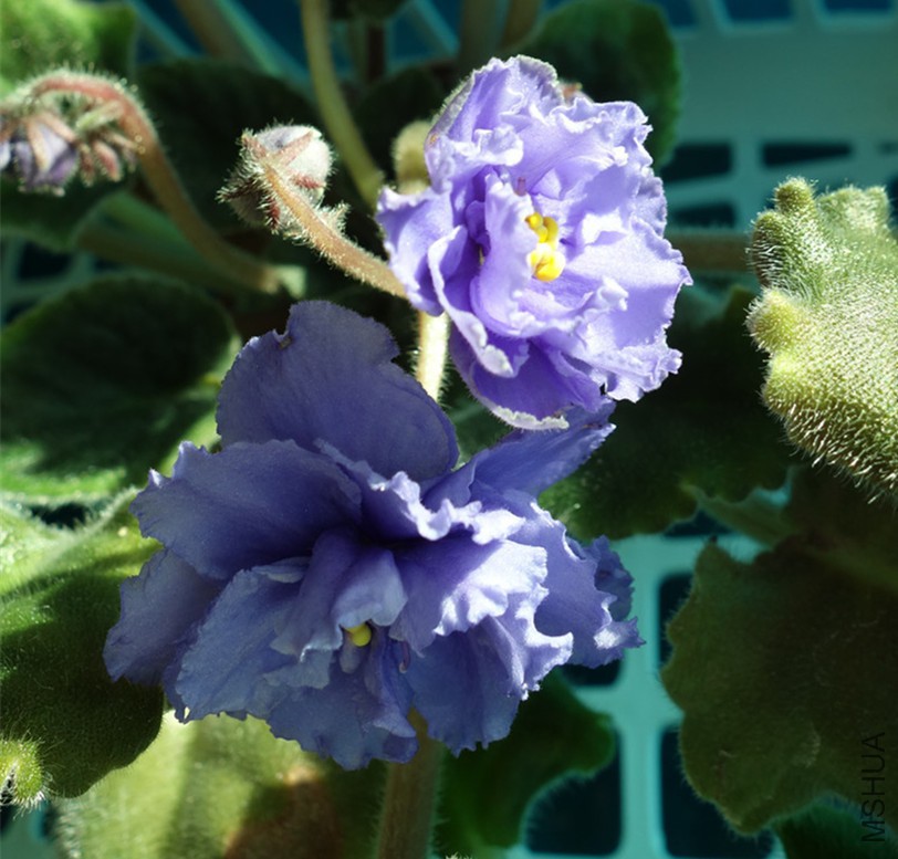 flower2015 1046.jpg
