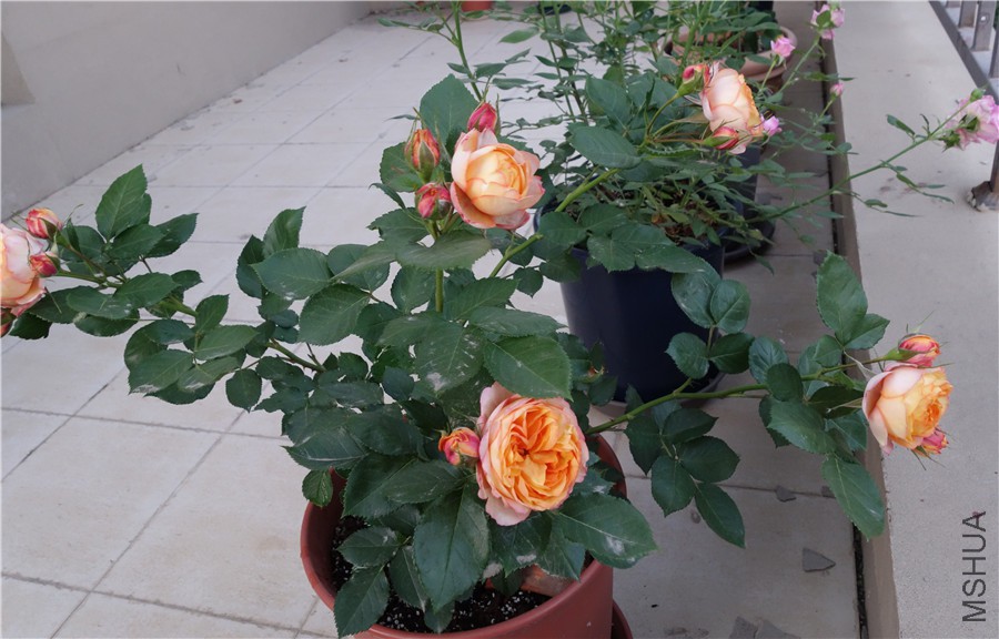 flower2015 1518.jpg