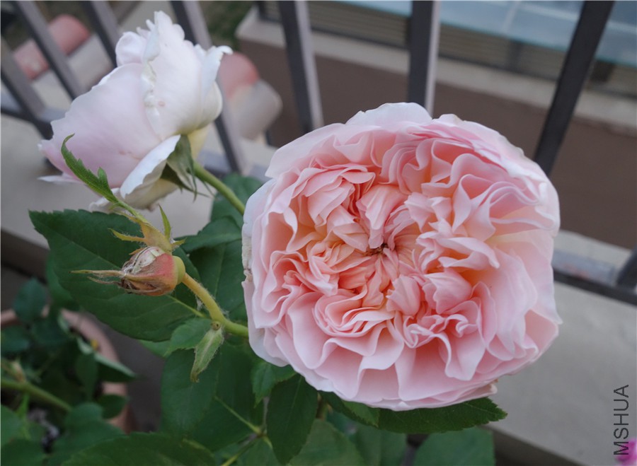 flower2015 1533.jpg