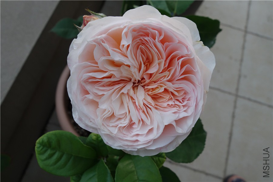 flower2015 1532.jpg