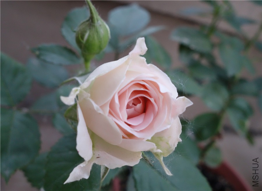 flower2015 1538.jpg