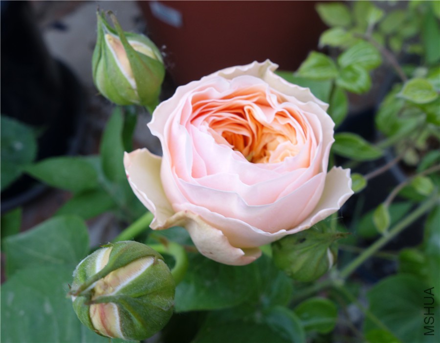 flower2015 1434.jpg