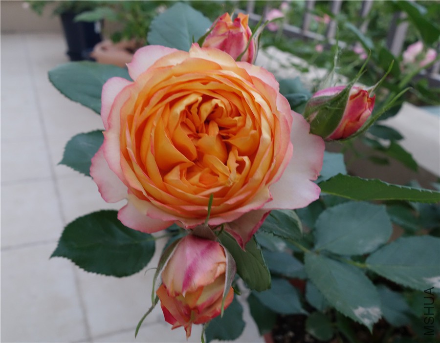 flower2015 1535.jpg