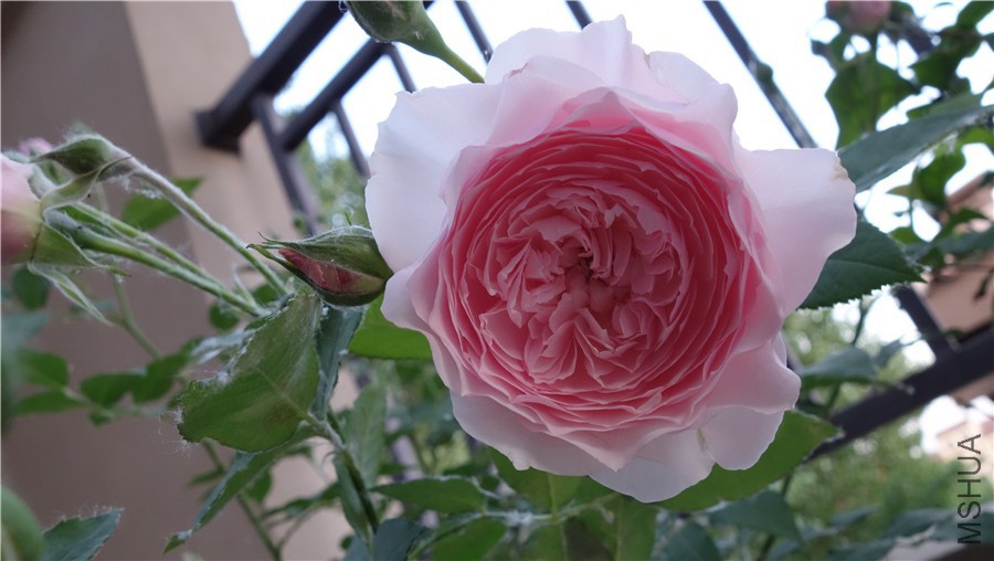 flower2015 1530.jpg