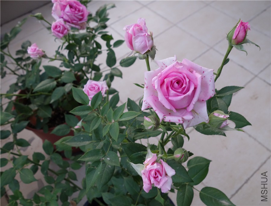 flower2015 1524.jpg