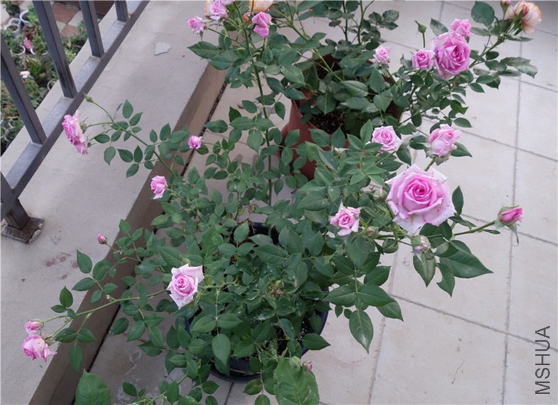 flower2015 1523.jpg