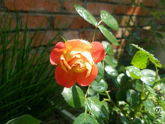 P5010113.JPG