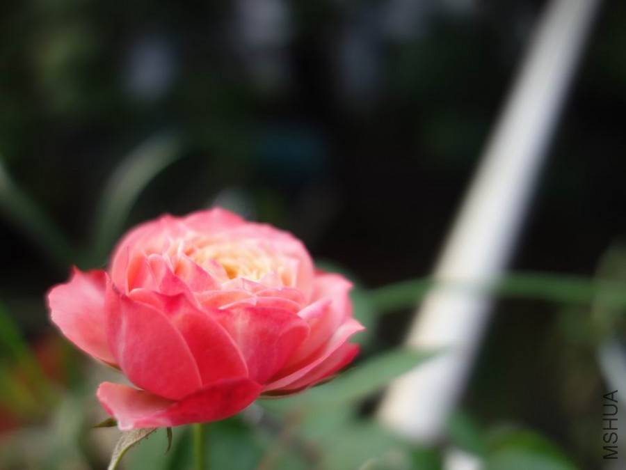 DSC02299.JPG