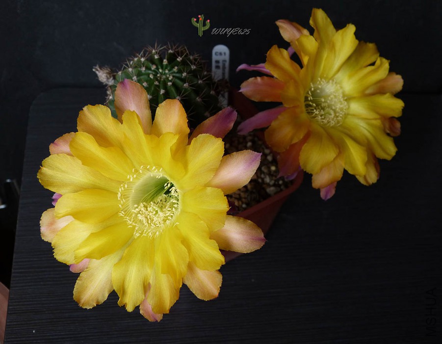 L1140776.JPG