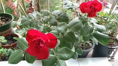 IMG_20150419_171111.jpg