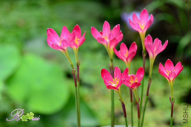 DSC_5371_����.jpg