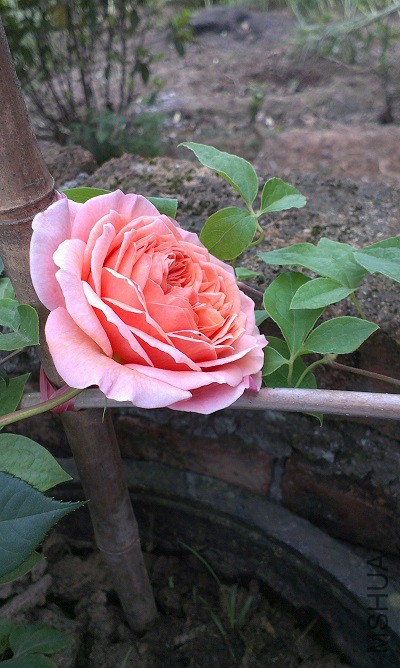 IMAG1180.jpg