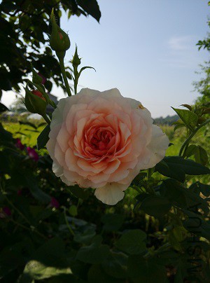 IMG_20150806_090014.jpg