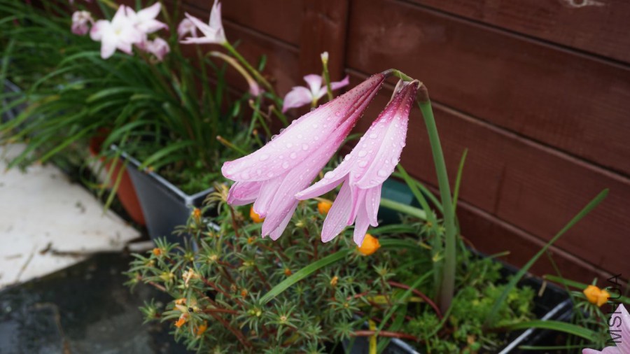 DSC04514.JPG