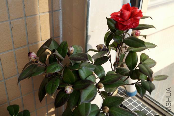 ������С �����ع� DSC00031.JPG