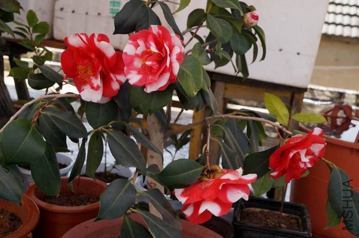 ������С ������С �����ع� DSC02152.JPG