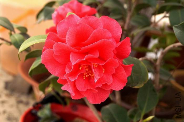 ������С ������С �����ع� DSC02347.JPG