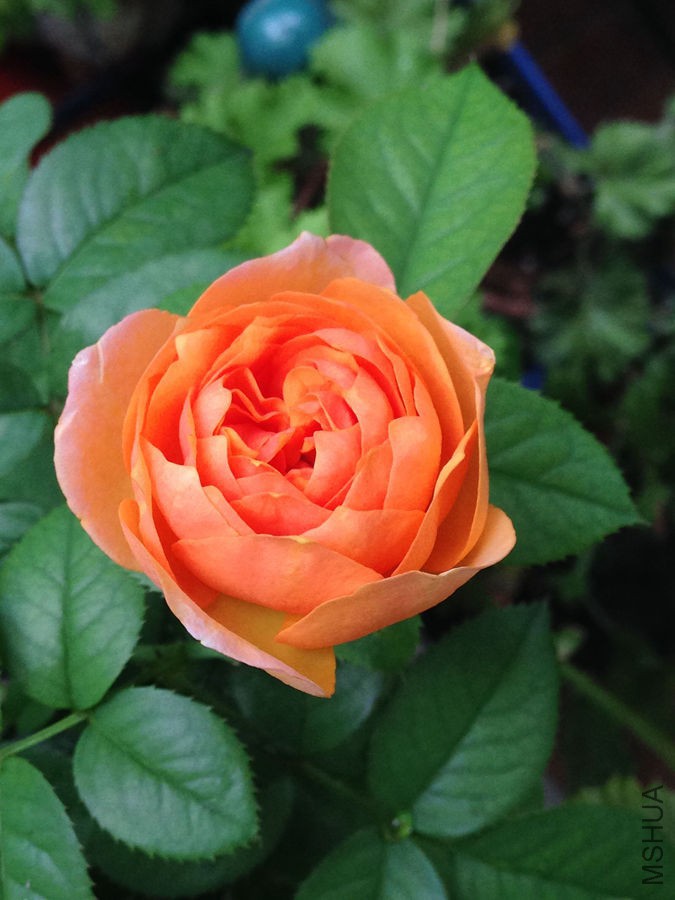 ���ڿ��ŵ�ɺ����