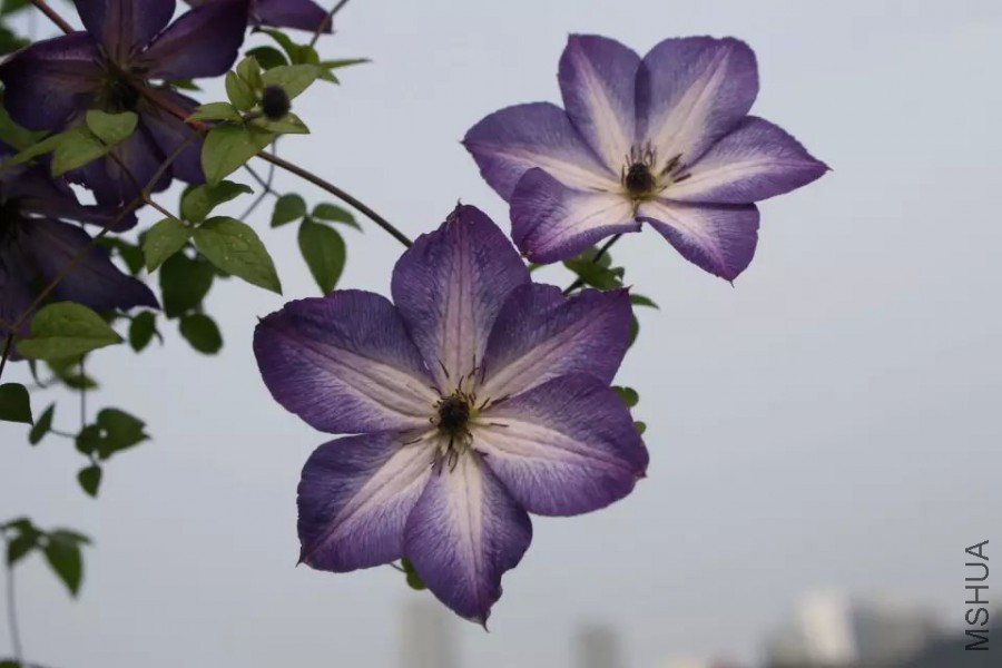 psb (5).jpg
