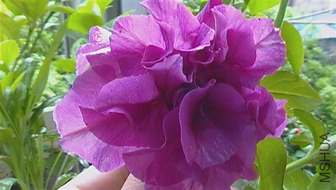 psb (19).jpg