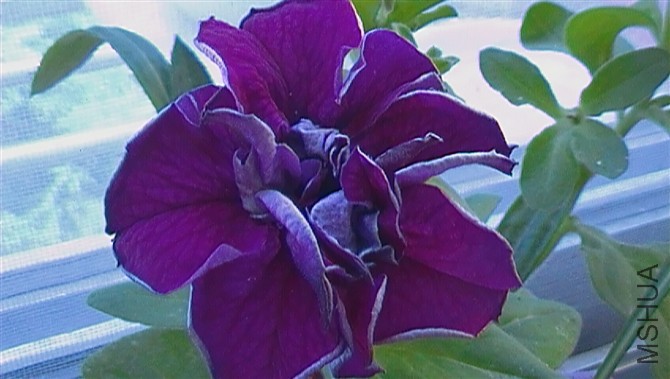 psb (21).jpg