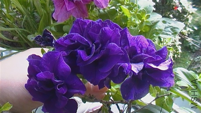 psb (20).jpg