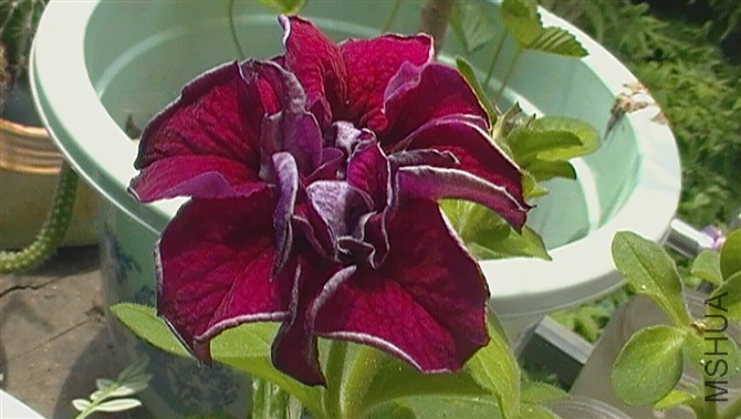 psb (22).jpg
