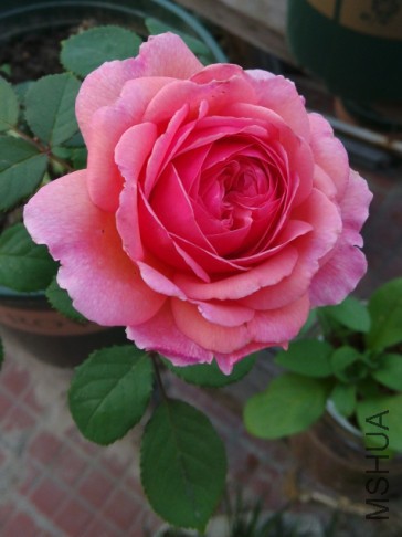 ���ع���