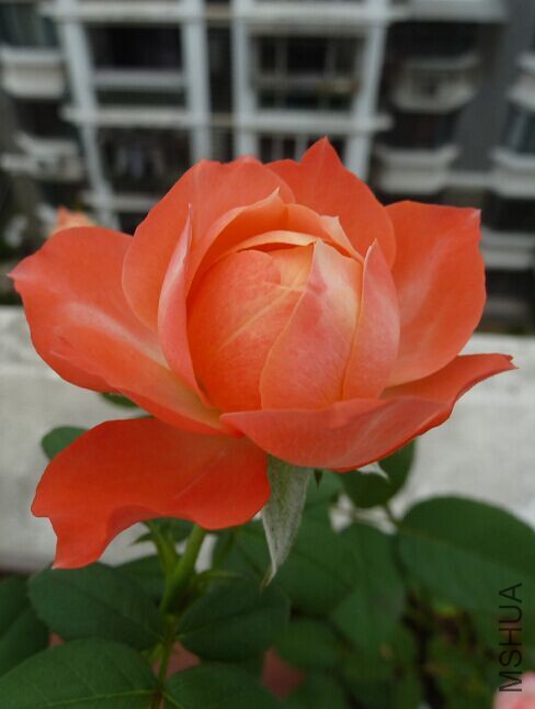 ���ۻ���