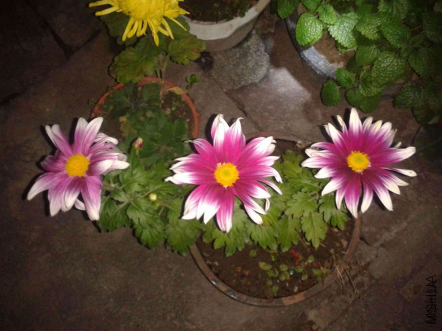 2014-11-20 18.55.02.jpg