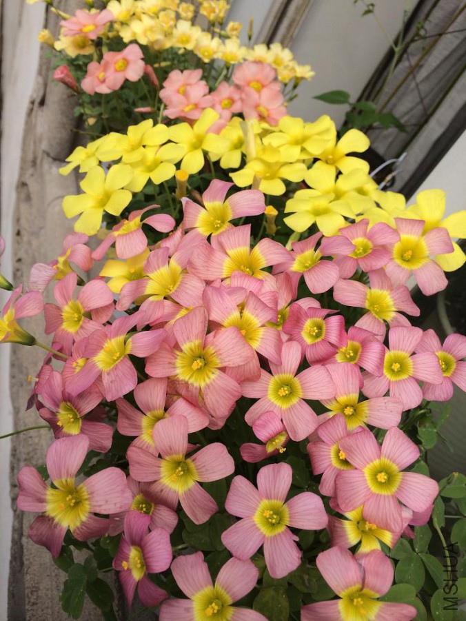 7 Ob damask rose.jpg