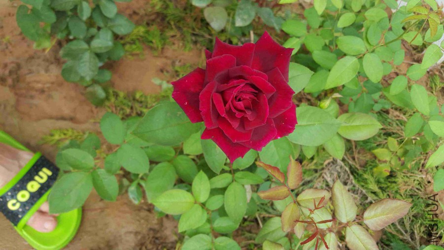 psb (9).jpg