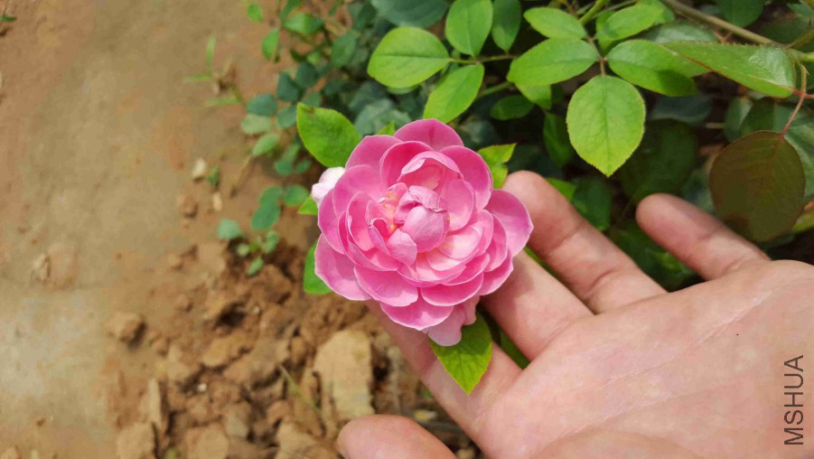 QQͼƬ20150818124334.jpg