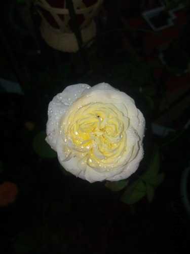 IMG_20150813_174943.jpg