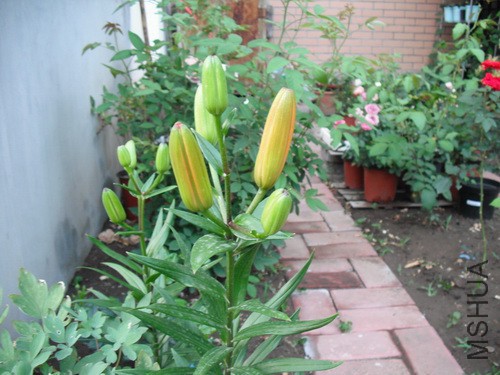 DSCF2134.JPG