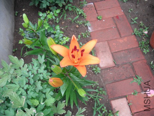 DSCF2142.JPG